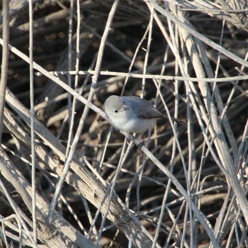 iNaturalist observation photo of Blue-gray Gnatcatcher
