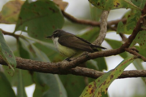 iNaturalist image