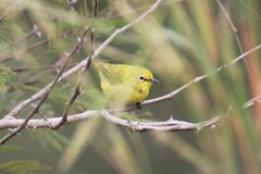 African Yellow White-Eye photo 4