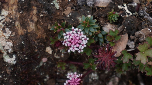 Trachymene acrotricha