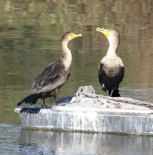 iNaturalist observation photo of Double-crested Cormorant