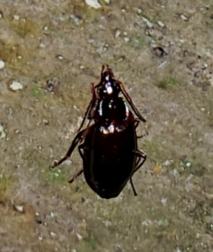 Platynus cohni