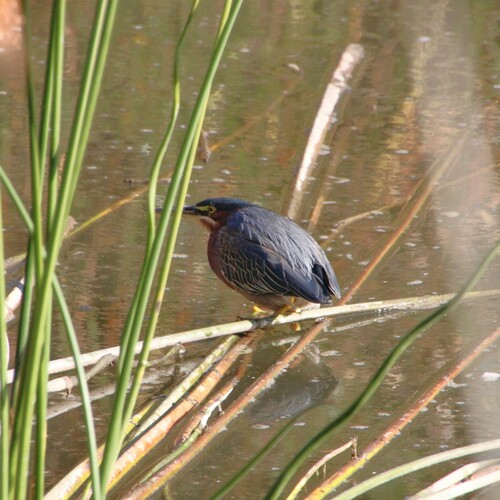iNaturalist observation photo of Green Heron