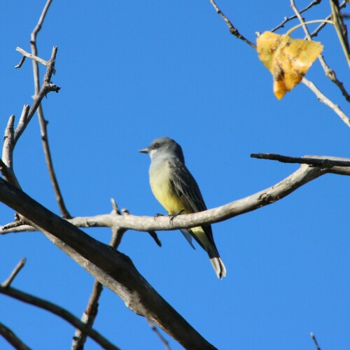 iNaturalist observation photo of Cassin's Kingbird