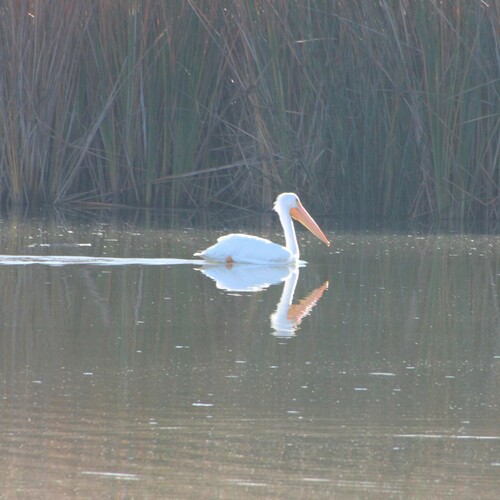 iNaturalist observation photo of American White Pelican