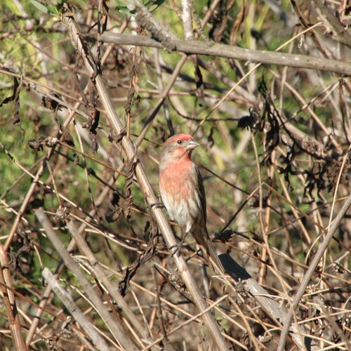 iNaturalist observation photo of House Finch