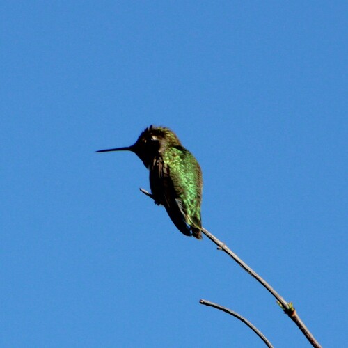 iNaturalist observation photo of Anna's Hummingbird