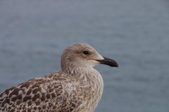 Larus argentatus
