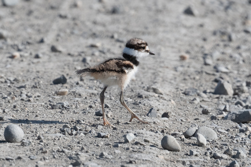 Killdeer photographed in California