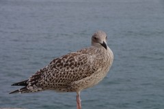 Larus argentatus