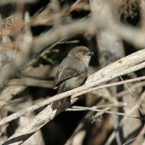 iNaturalist observation photo of Bushtit