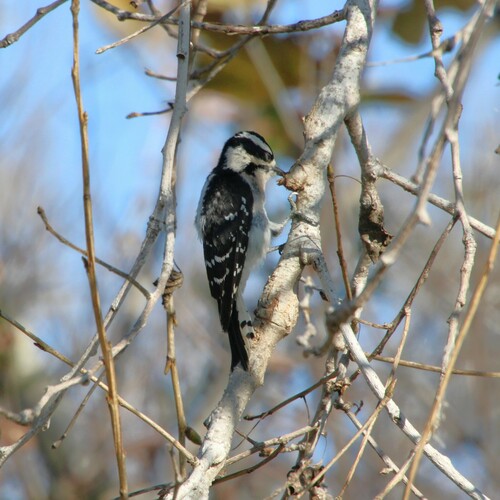 iNaturalist observation photo of Downy Woodpecker