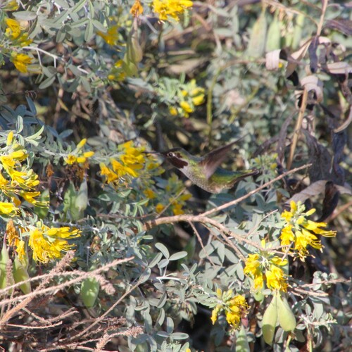 iNaturalist observation photo of Anna's Hummingbird
