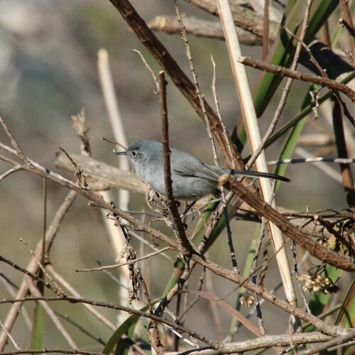 iNaturalist observation photo of California Gnatcatcher