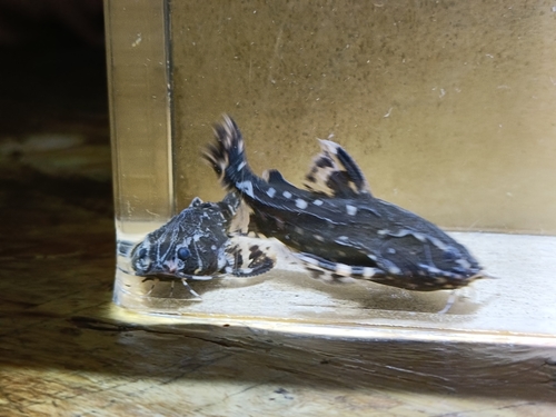 Whitespotted talking catfish (Agamyxis pectinifrons) — Doradidae — 5
