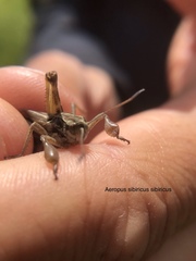 Gomphocerus sibiricus sibiricus