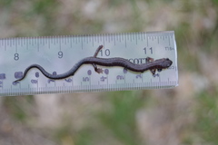 Plethodon electromorphus