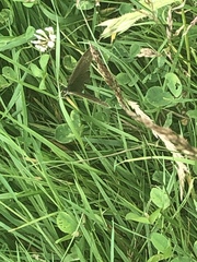 Aphantopus hyperantus