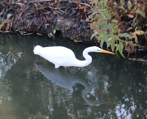 iNaturalist observation photo of Great Egret