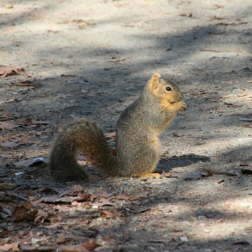 iNaturalist observation photo of Eastern Fox Squirrel