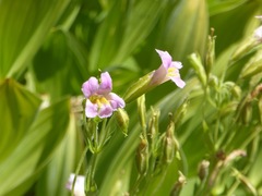 Erythranthe erubescens