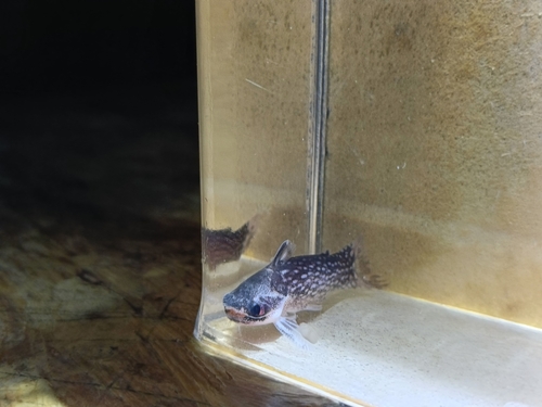 Bonte hout-meerval (Tatia intermedia) — Auchenipteridae — 3
