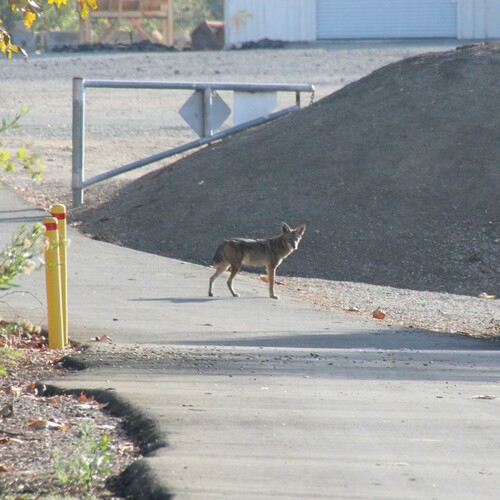 iNaturalist observation photo of Coyote