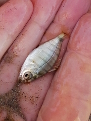 Diplodus