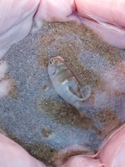 Diplodus