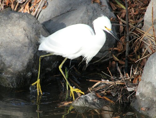 iNaturalist observation photo of Snowy Egret