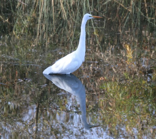 iNaturalist observation photo of Great Egret