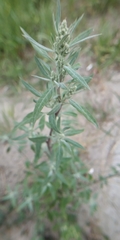 Chenopodium betaceum