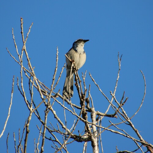 iNaturalist observation photo of California Scrub-Jay