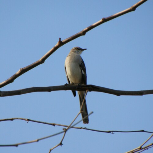 iNaturalist observation photo of Northern Mockingbird