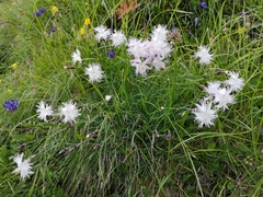 Dianthus plumarius praecox