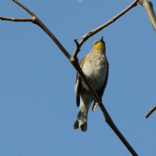 iNaturalist observation photo of Yellow-rumped Warbler