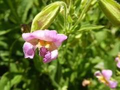 Erythranthe erubescens