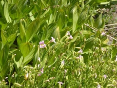 Erythranthe erubescens