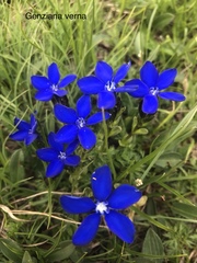 Gentiana bavarica bavarica