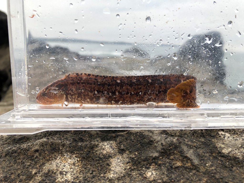 Prickleback