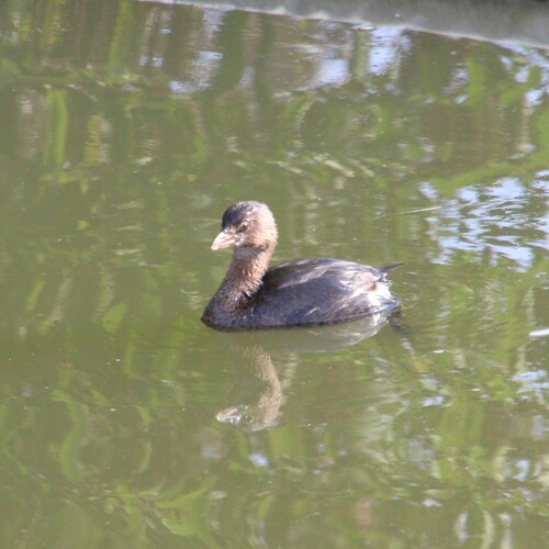 iNaturalist observation photo of Pied-billed Grebe