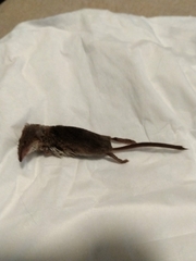 Sorex cinereus
