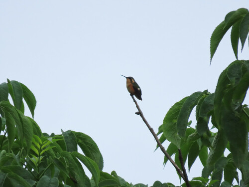 Slender-tailed Woodstar (Microstilbon burmeisteri), photo 8