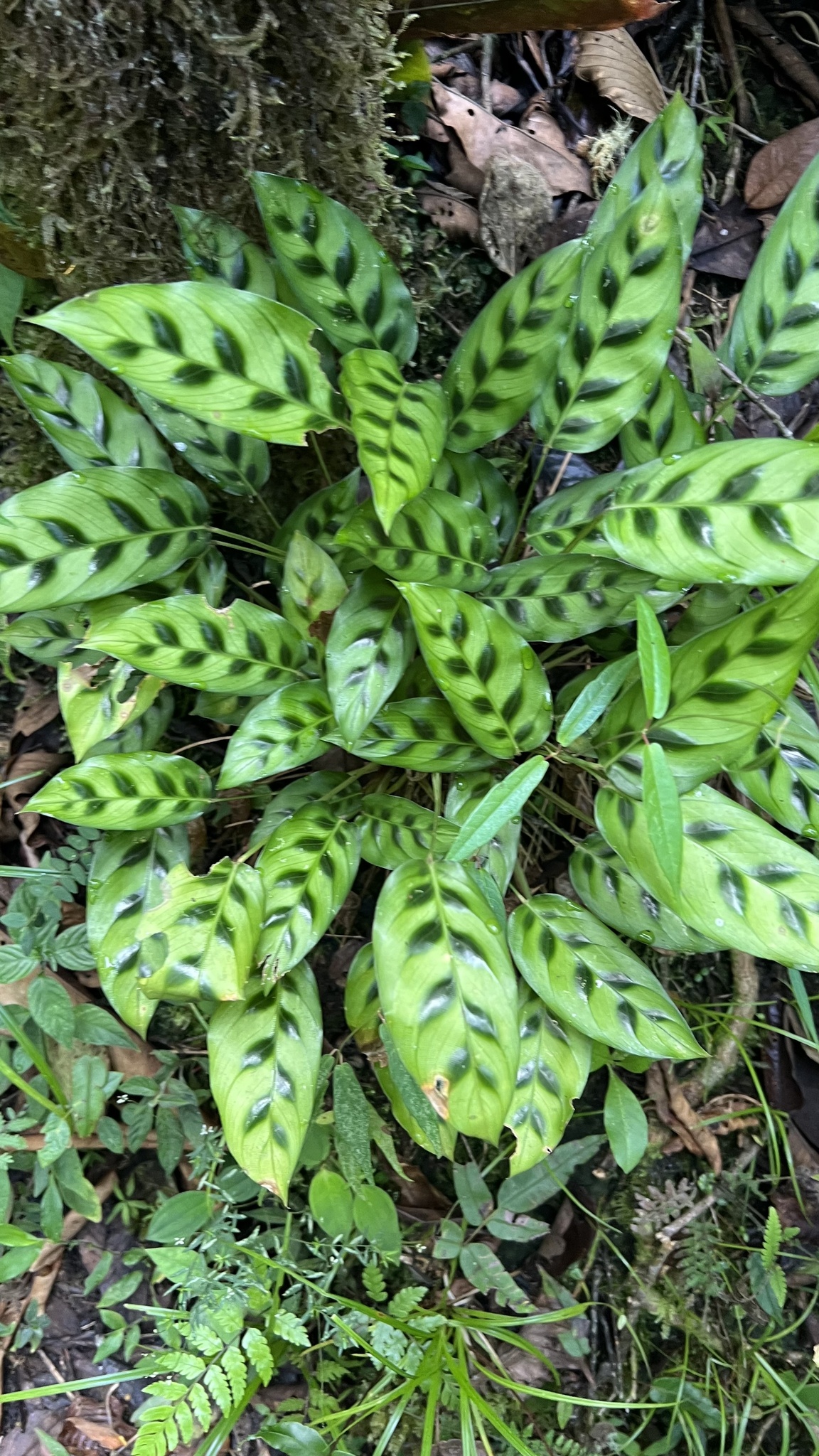 Imagem de Maranta concinna