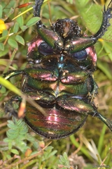 Geotrupes mutator