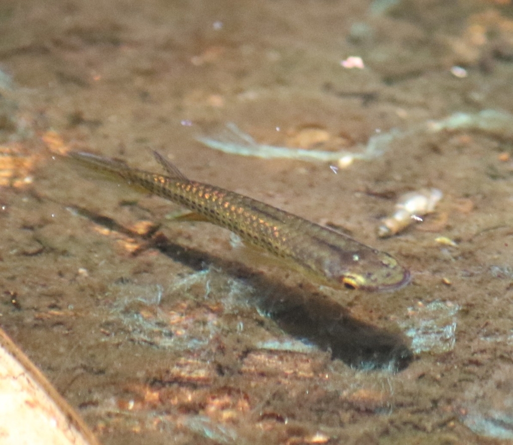 Graham's panchax (Epiplatys grahami) — Nothobranchiidae