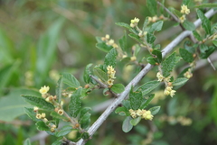 Sageretia