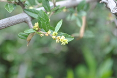 Sageretia