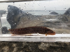 Dictyosoma rubrimaculatum