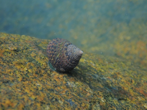 Lipped Periwinkle